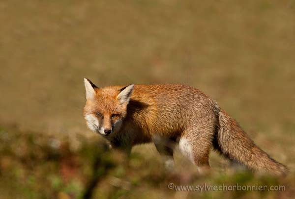Renard roux