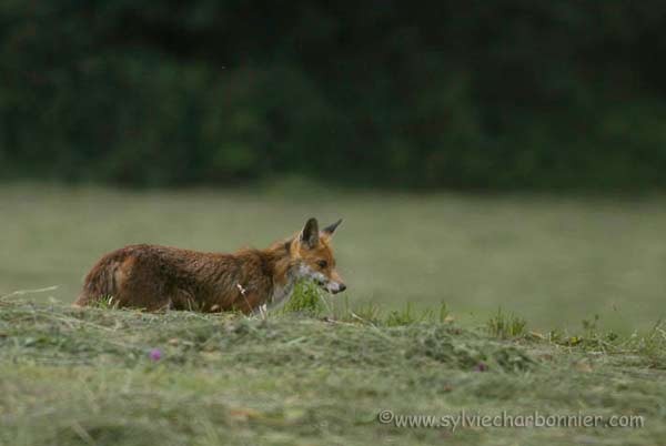 Renard roux