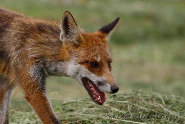 Renard roux