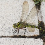 macro