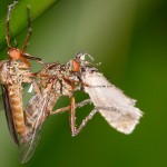 macro