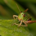 macro