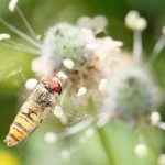 macro