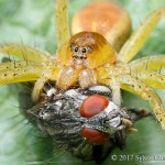 macro