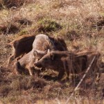 sanglier