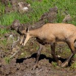 chamois