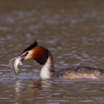 grebe