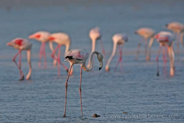 Flamant rose