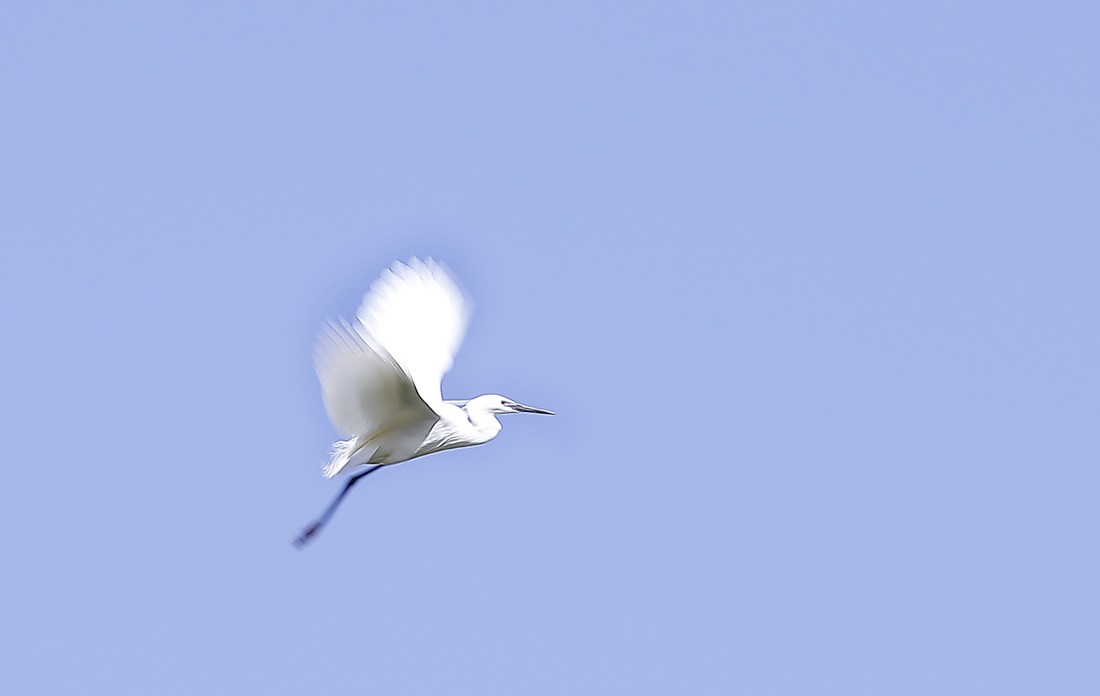 Aigrette garzette