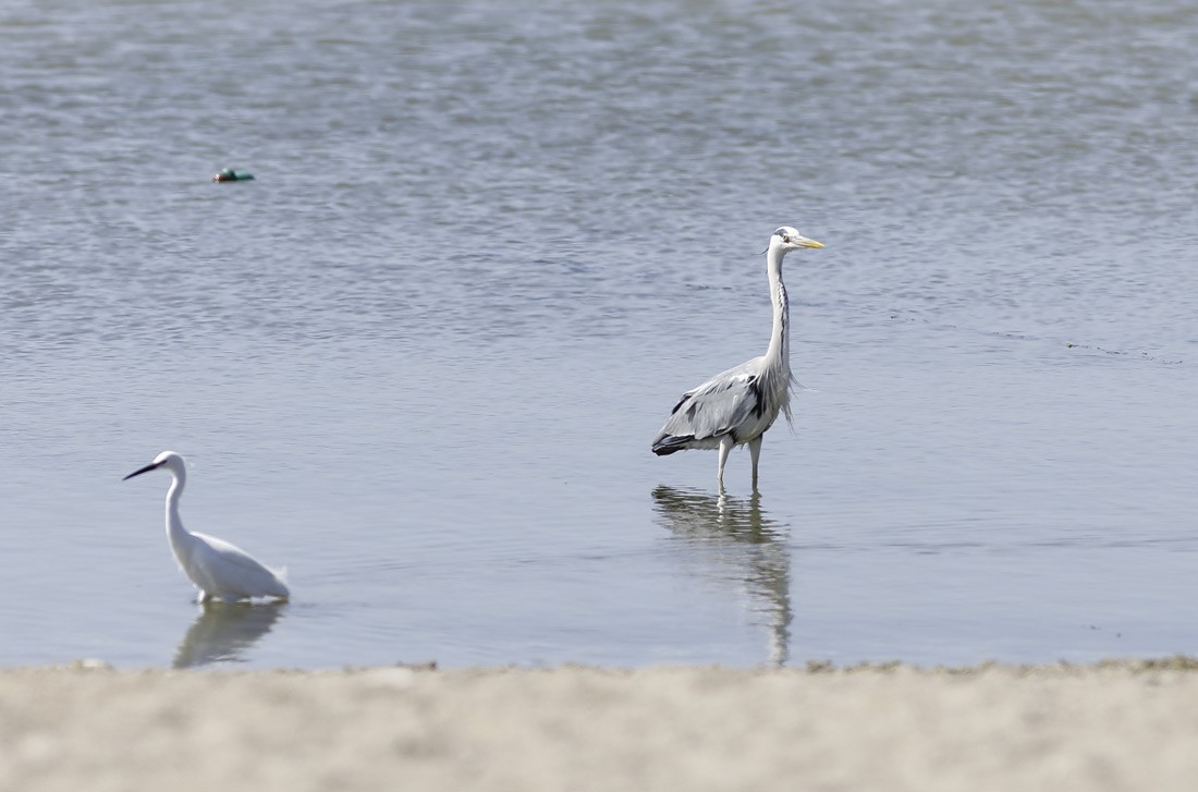 Aigrette garzette