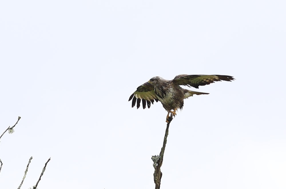Buse variable