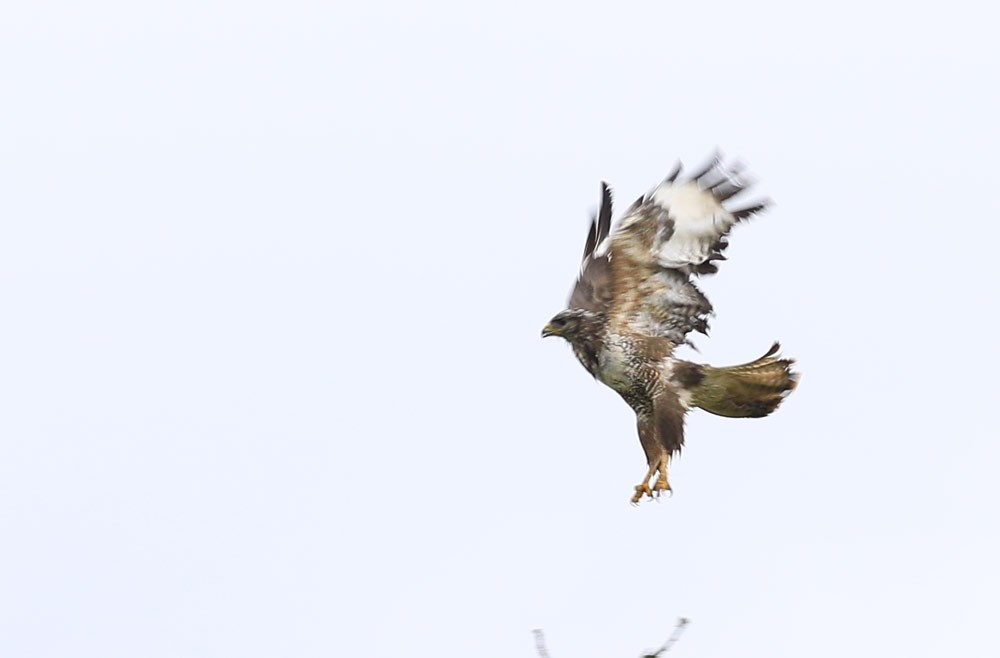 Buse variable