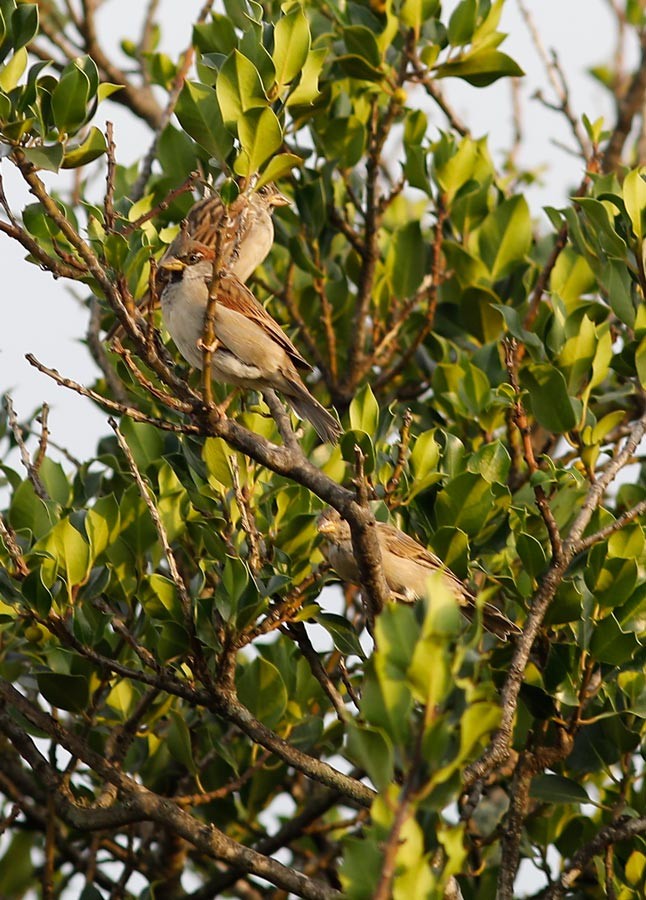 Moineau domestique