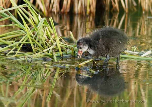 Gallinule pouledeau