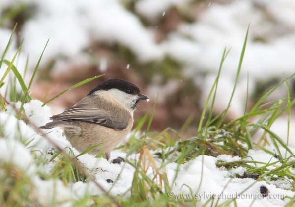 Mésange nonnette