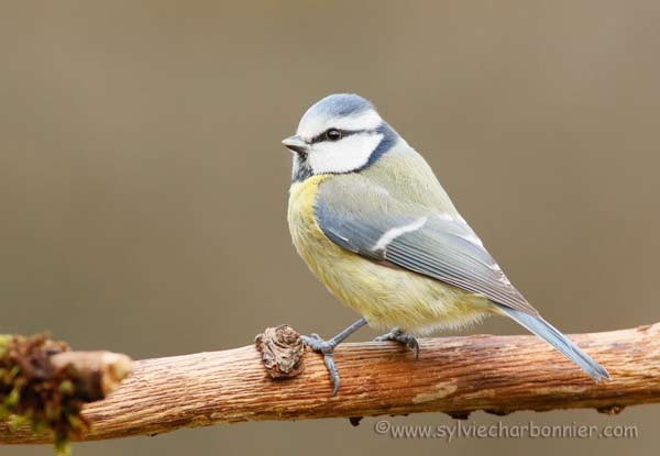 Mesange bleue