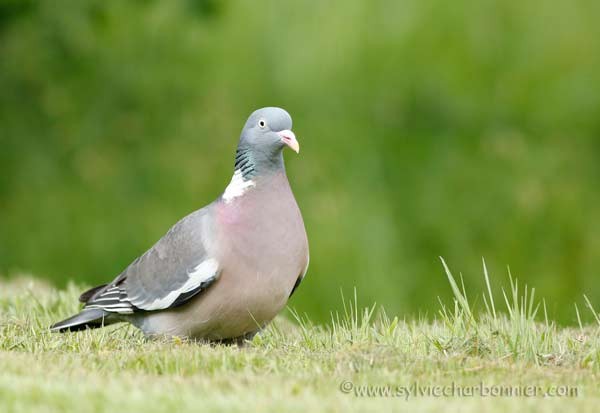 Pigeon ramier