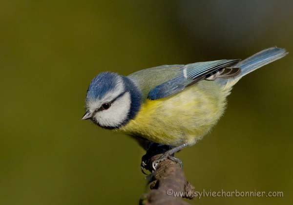 Mésange bleue