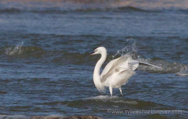 Aigrette garzette