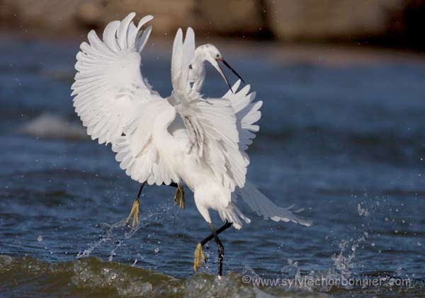 Aigrette garzette