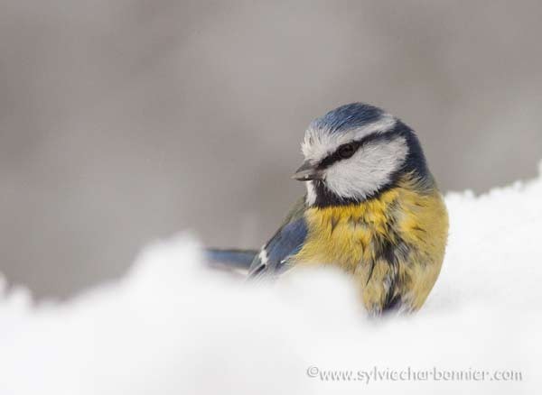 Mésange bleue